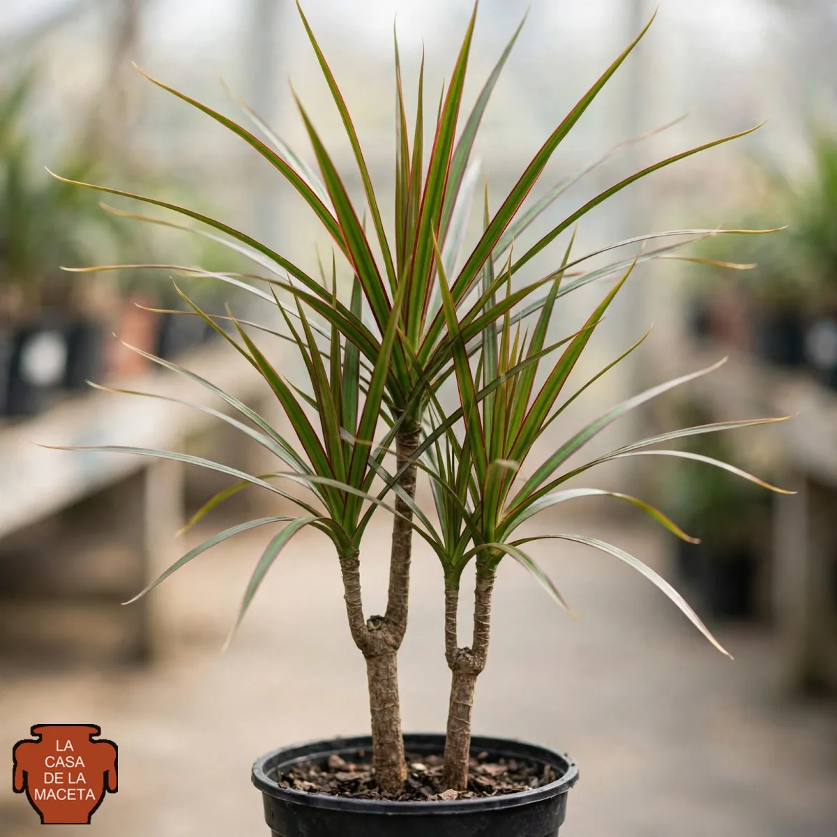 Dracena