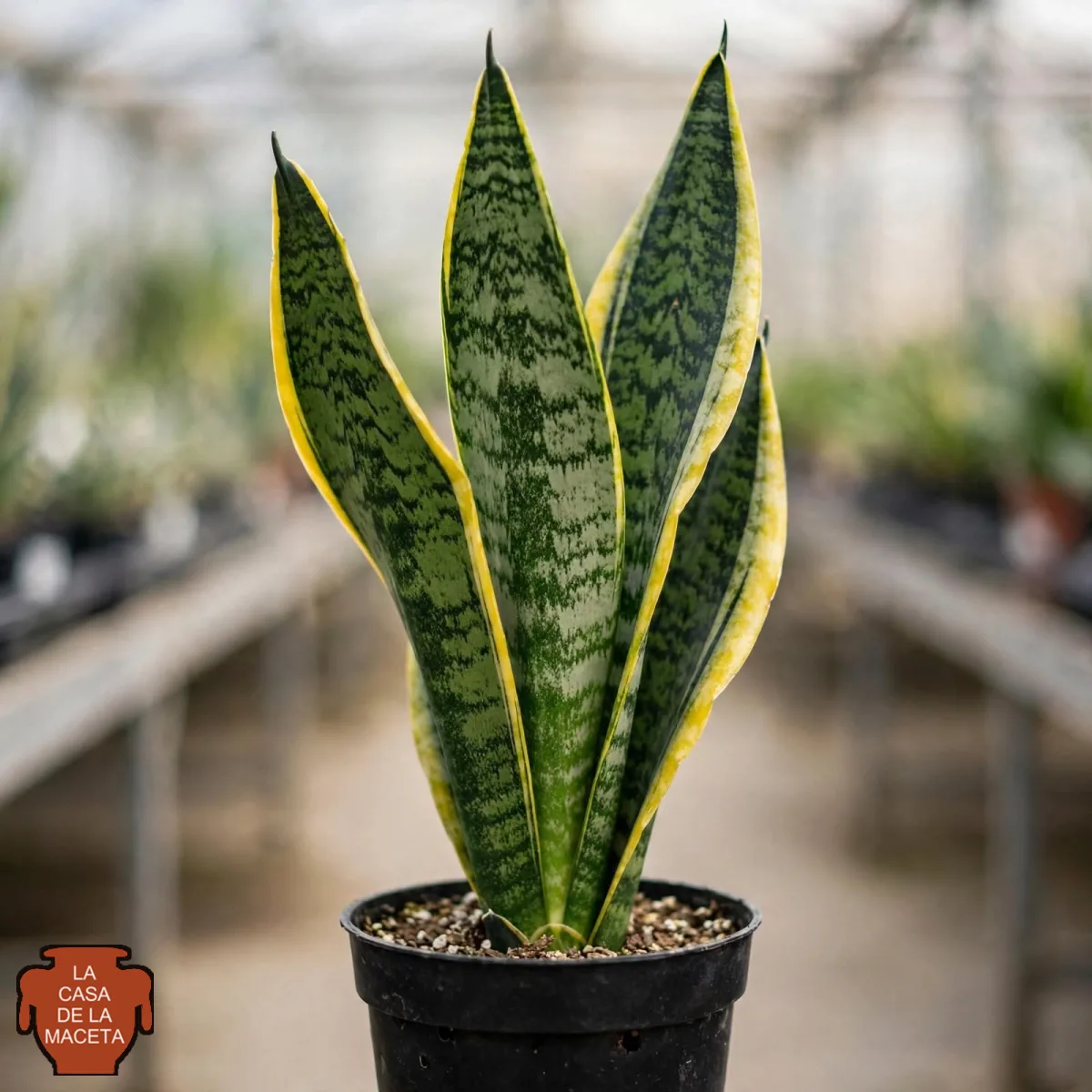 Espada de San Jorge (Sansevieria)