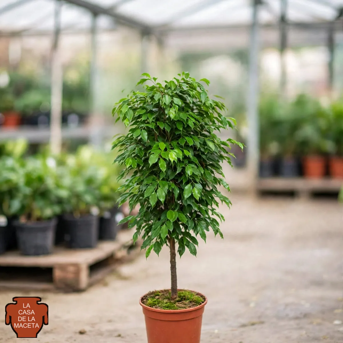 Ficus