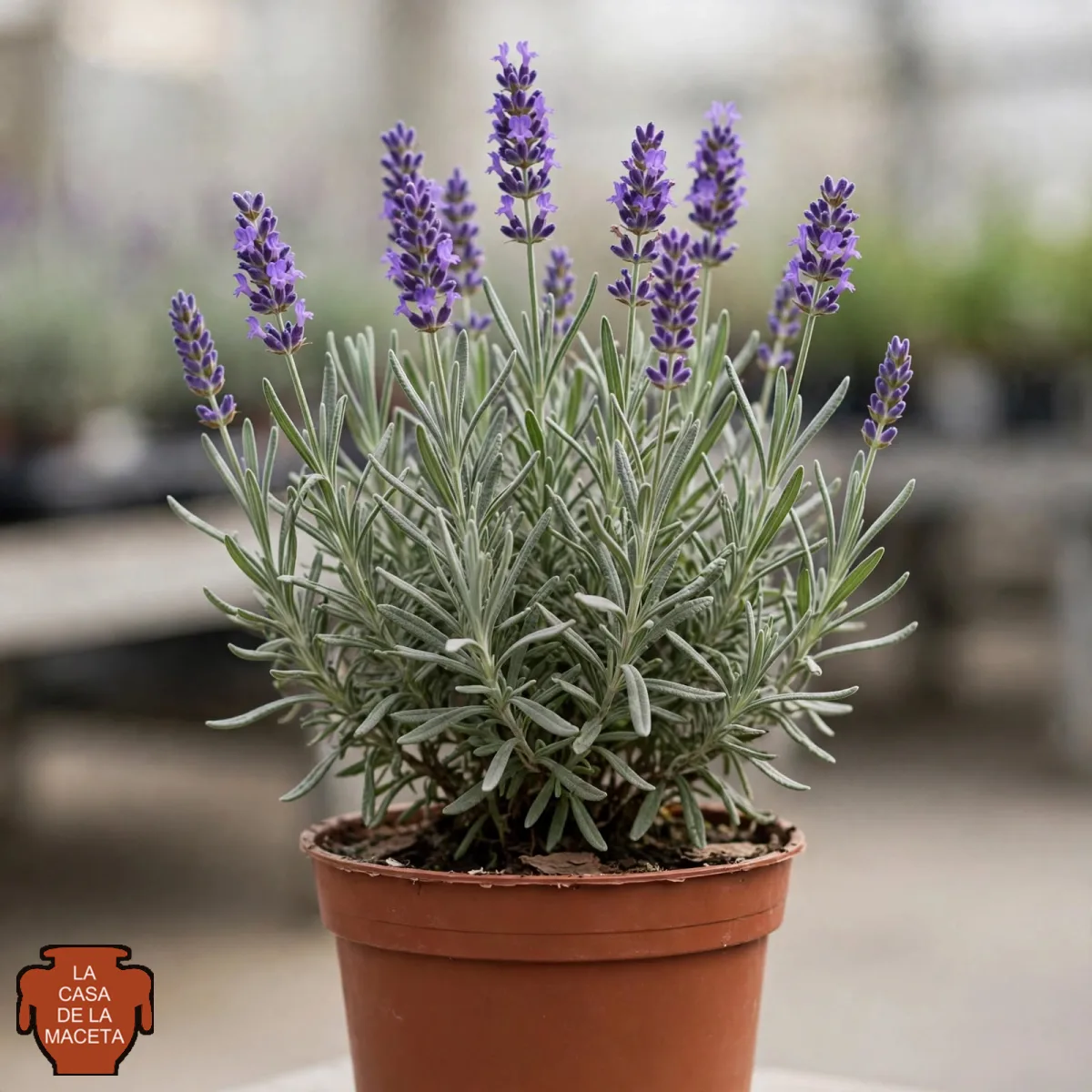 Lavanda